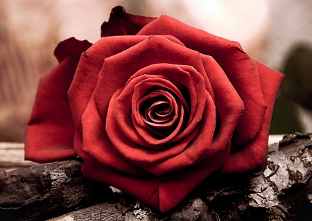 Красная роза размер 30х20 Ag 4631