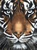 Взгляд тигра размер 30х40 Ag 247
