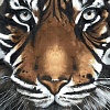 Взгляд тигра размер 30х40 Ag 247