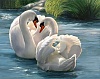 Влюбленные лебеди размер 50х40 Ag 2692