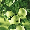 Зеленые яблоки размер 30х40 Ag 208