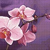 Ветвь орхидеи размер 40х30 Ag 4634