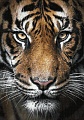 Вождь тигров размер 70х100 Ag 2321